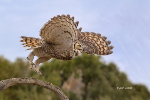 Arizona;Arizona-Desert-Museum;Bubo-virginianus;Flying-Bird;Great-Horned-Owl-Owl;